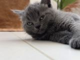 British Shorthair Beyaz Yavrular  Kedi