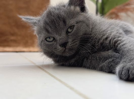 British Shorthair Beyaz Yavrular  Kedi görsel