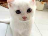 British Shorthair Beyaz Yavrular  Kedi