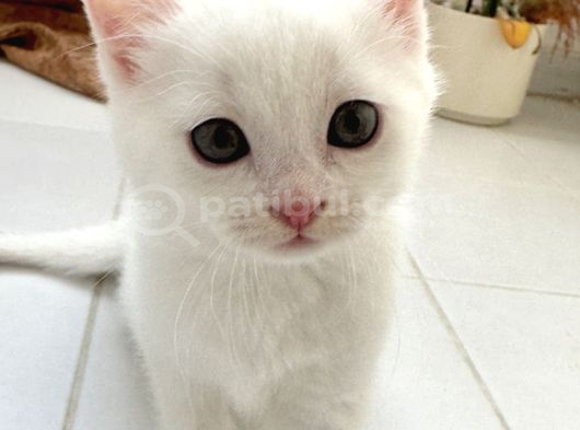 British Shorthair Beyaz Yavrular  Kedi görsel