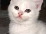 British Shorthair Beyaz Yavrular  Kedi