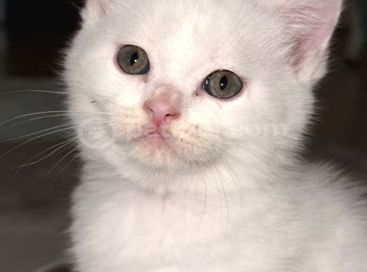 British Shorthair Beyaz Yavrular  Kedi
