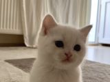 British Shorthair Beyaz Yavrular  Kedi