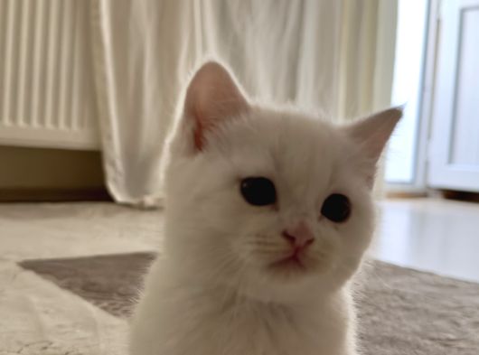 British Shorthair Beyaz Yavrular  Kedi görsel