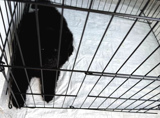 60 Günlük Nadi̇r Si̇yah Çi̇n Aslani görsel