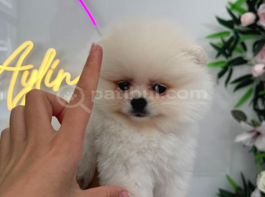 Ponçik Pomerian teacup 2 aylık