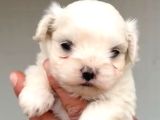 Teacup Kore Maltese Show Kalite