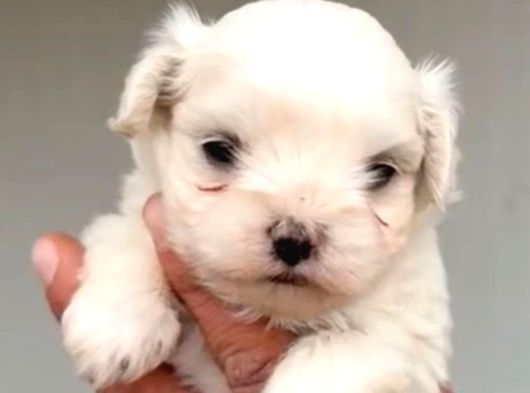 Teacup Kore Maltese Show Kalite görsel