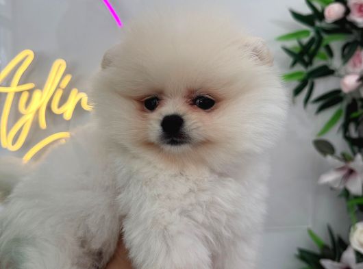 Ponçik Pomerian Teacup 2 Aylık görsel