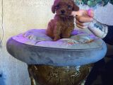Kampanyalı Poodle Yavrular