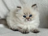 Nadir Görülen Blue Point British Longhair