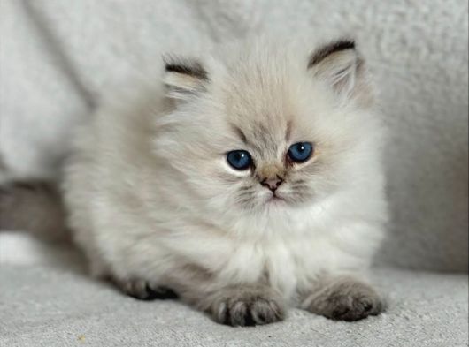 Nadir Görülen Blue Point British Longhair görsel