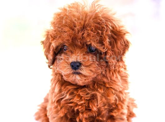 Gerçek toy ve Kore poodle bebekler