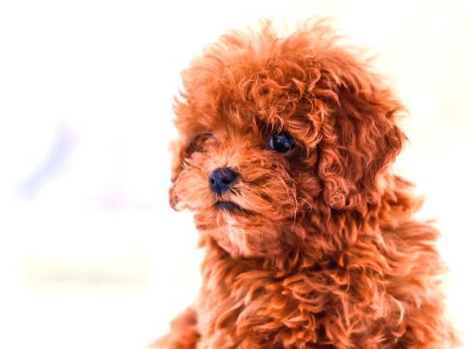 Gerçek Toy Ve Kore Poodle Bebekler görsel