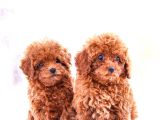 Gerçek Toy Ve Kore Poodle Bebekler