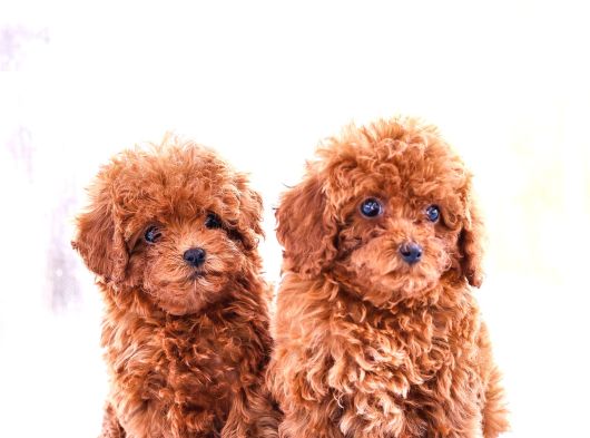 Gerçek Toy Ve Kore Poodle Bebekler görsel