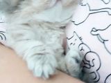 Safkan British Longhair Bebeklerim