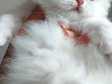 Safkan British Longhair Bebeklerim