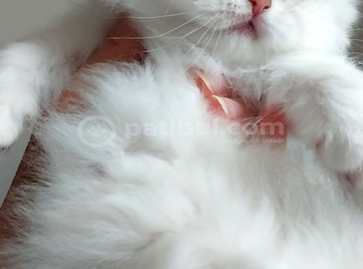 Safkan British Longhair Bebeklerim görsel