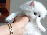 Safkan British Longhair Bebeklerim