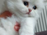 Safkan British Longhair Bebeklerim