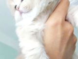 Safkan British Longhair Bebeklerim