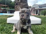Şaşkın Güzellikte Ruhsatli̇ Çi̇fli̇kten Özel French Bulldog Yavrulari