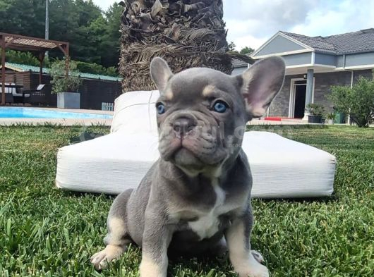 Şaşkın Güzellikte Ruhsatli̇ Çi̇fli̇kten Özel French Bulldog Yavrulari görsel