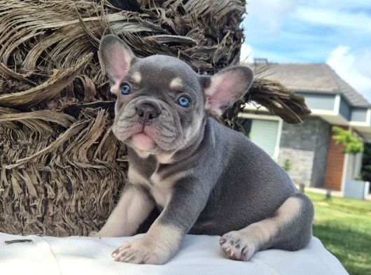 Şaşkın Güzellikte Ruhsatli̇ Çi̇fli̇kten Özel French Bulldog Yavrulari görsel