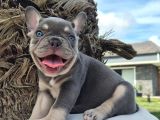 Şaşkın güzellikte RUHSATLİ ÇİFLİKTEN ÖZEL FRENCH BULLDOG YAVRULARI