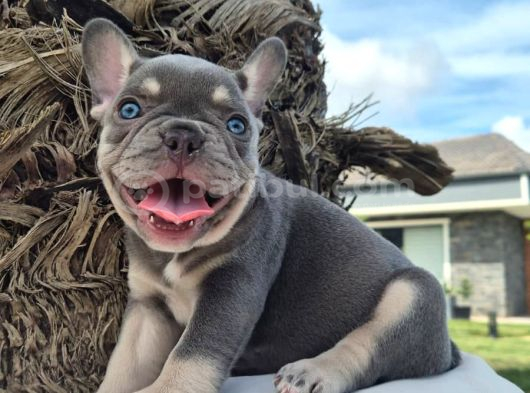 Şaşkın Güzellikte Ruhsatli̇ Çi̇fli̇kten Özel French Bulldog Yavrulari