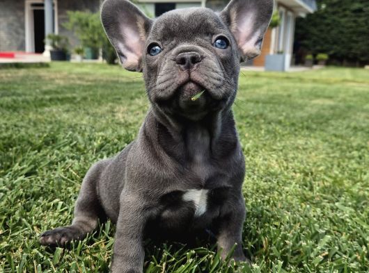 Şaşkın Güzellikte Ruhsatli̇ Çi̇fli̇kten Özel French Bulldog Yavrulari görsel