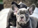 Şaşkın Güzellikte Ruhsatli̇ Çi̇fli̇kten Özel French Bulldog Yavrulari
