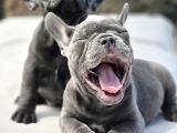 Şaşkın Güzellikte Ruhsatli̇ Çi̇fli̇kten Özel French Bulldog Yavrulari