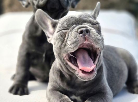 Şaşkın Güzellikte Ruhsatli̇ Çi̇fli̇kten Özel French Bulldog Yavrulari görsel