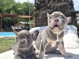 Şaşkın Güzellikte Ruhsatli̇ Çi̇fli̇kten Özel French Bulldog Yavrulari