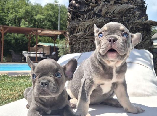 Şaşkın Güzellikte Ruhsatli̇ Çi̇fli̇kten Özel French Bulldog Yavrulari görsel