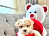 Maltipoo Bebeklerimiz Tuvalet Eğitimli