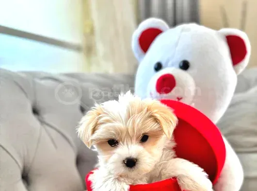 Maltipoo Bebeklerimiz Tuvalet Eğitimli görsel