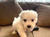 Mini Boy Maltese Yavrularımız