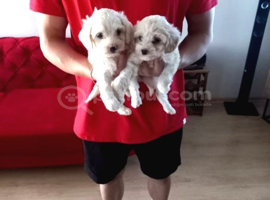 Ev Doğumu Maltipoo Yavrularımız