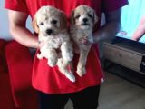 Ev Doğumu Maltipoo Yavrularımız