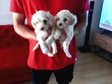 Ev Doğumu Maltipoo Yavrularımız