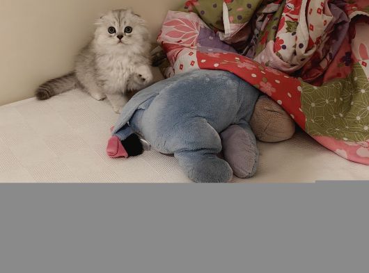 Çiçek Misali British Shorthair Dişi görsel