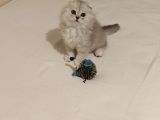 Efso Scottish Fold Erkek