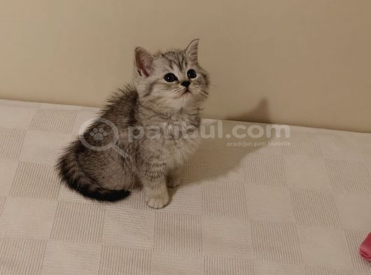 Çiçek Misali British Shorthair Dişi görsel