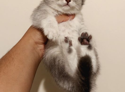 boncuk Scottish fold dişi