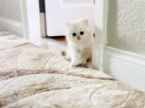 Oyuncu British Longhair Erkek Bebek