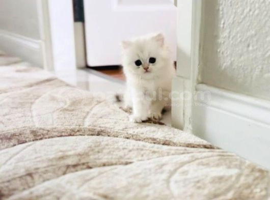 Oyuncu British Longhair Erkek Bebek görsel