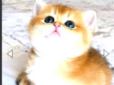 A Kali̇te Bri̇thi̇ş Şhorthai̇r Golden Yavrular